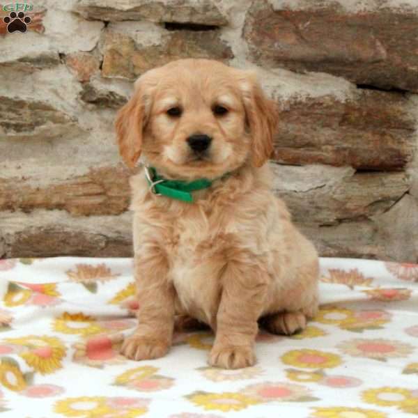 Tommy, Miniature Golden Retriever Puppy
