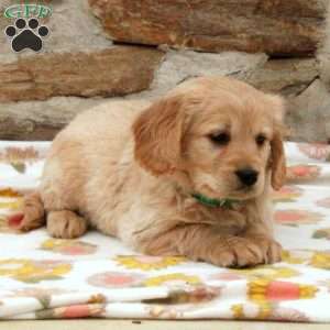 Tommy, Miniature Golden Retriever Puppy