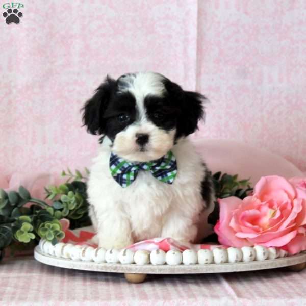 Travis, Teddy Bear Puppy
