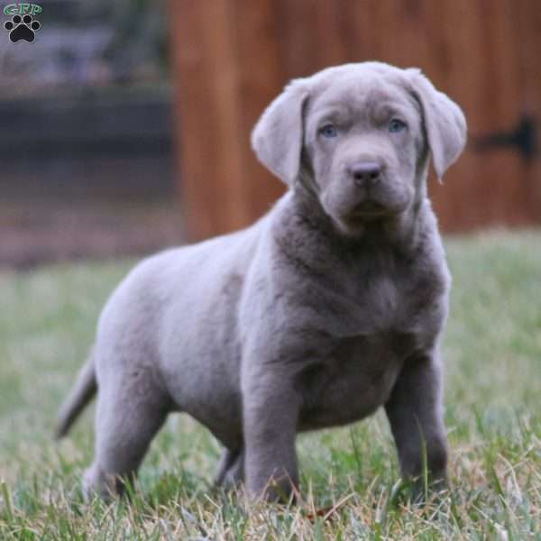 Travis, Silver Labrador Retriever Puppy