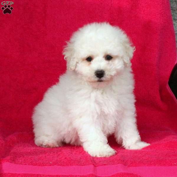 Trevor, Bichon Frise Puppy