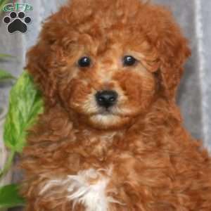 Troy, Mini Goldendoodle Puppy