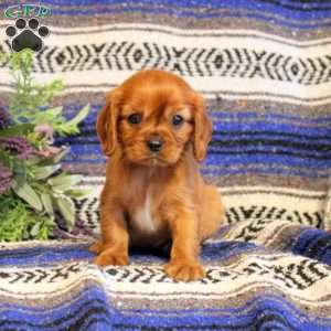 Truman, Cavalier King Charles Spaniel Puppy