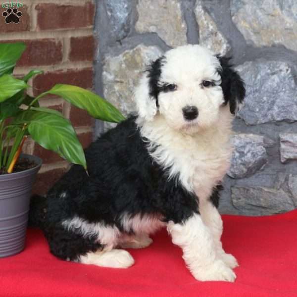 Tuck, Sheepadoodle Puppy