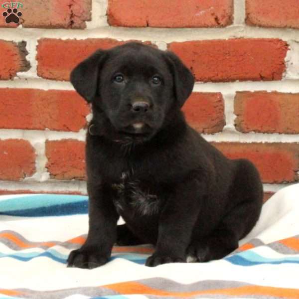 Tucker, Black Labrador Retriever Puppy