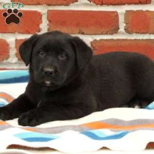 Tucker, Black Labrador Retriever Puppy