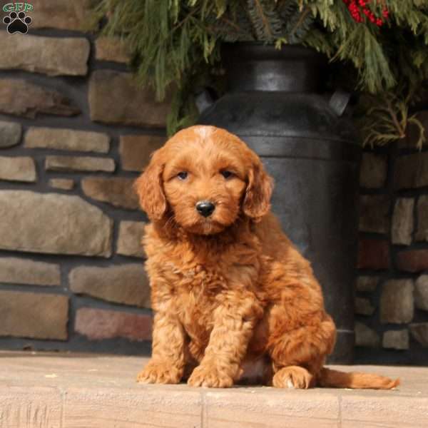 Tucker, Mini Goldendoodle Puppy