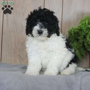 Tulip, Mini Bernedoodle Puppy