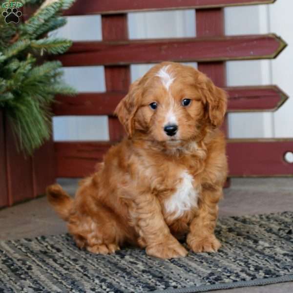 Turner, Mini Goldendoodle Puppy