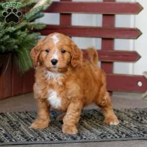 Turner, Mini Goldendoodle Puppy