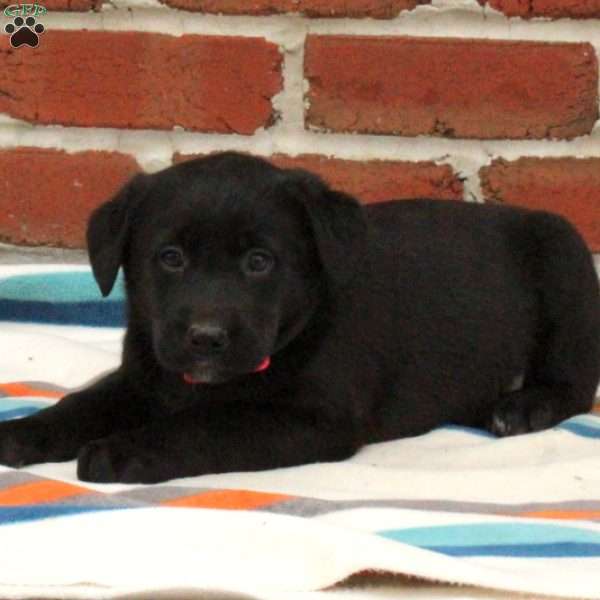 Twila, Black Labrador Retriever Puppy