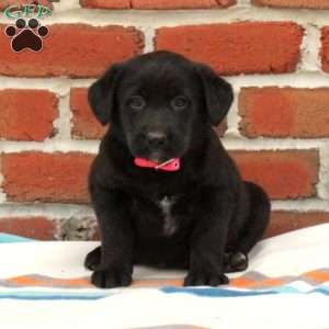 Twila, Black Labrador Retriever Puppy
