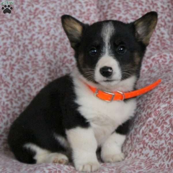 Twix, Pembroke Welsh Corgi Puppy