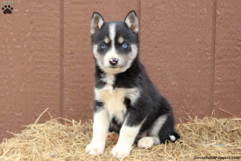 - Siberian Husky Puppy For Sale in Pennsylvania
