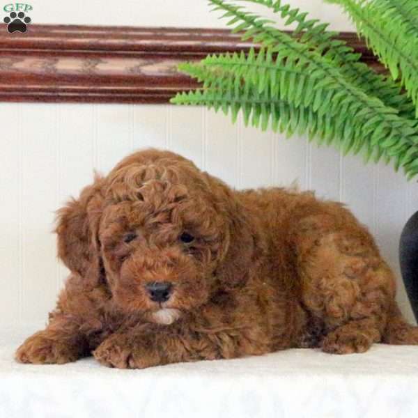 Tyson, Mini Goldendoodle Puppy