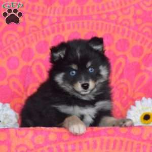 Violet, Pomsky Puppy