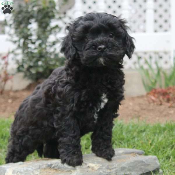 Virginia, Cockapoo Puppy