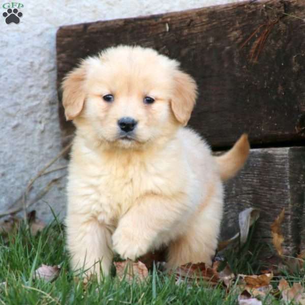 Wendy, Golden Retriever Puppy