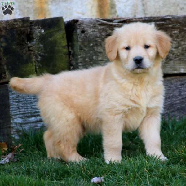 Wentz, Golden Retriever Puppy