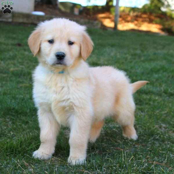 Wesley, Golden Retriever Puppy
