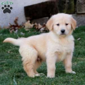 Wesley, Golden Retriever Puppy