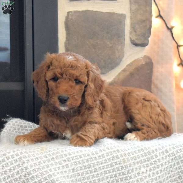 Whisper, Miniature Poodle Puppy
