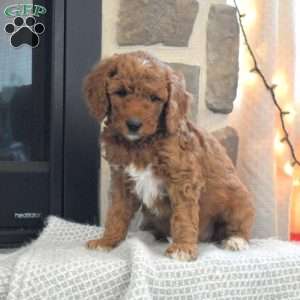 Whisper, Miniature Poodle Puppy