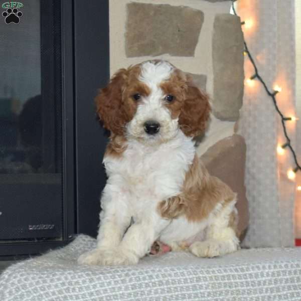 Wilbur, Miniature Poodle Puppy