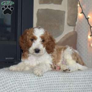 Wilbur, Miniature Poodle Puppy