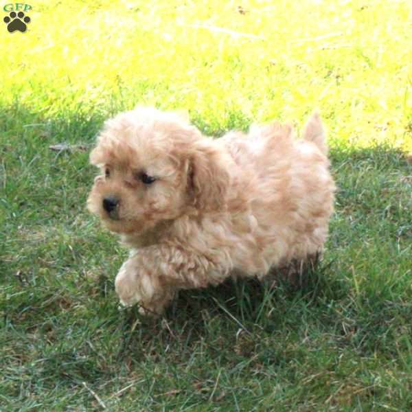 Willie, Toy Poodle Puppy