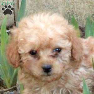 Willie, Toy Poodle Puppy