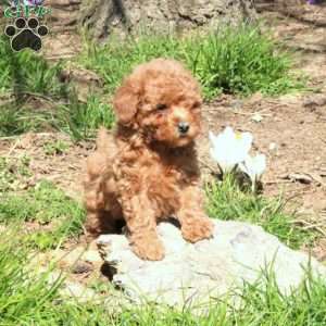 Winnie, Toy Poodle Puppy