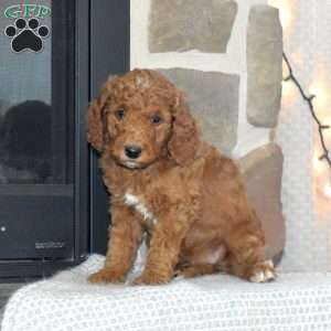 Winston, Miniature Poodle Puppy