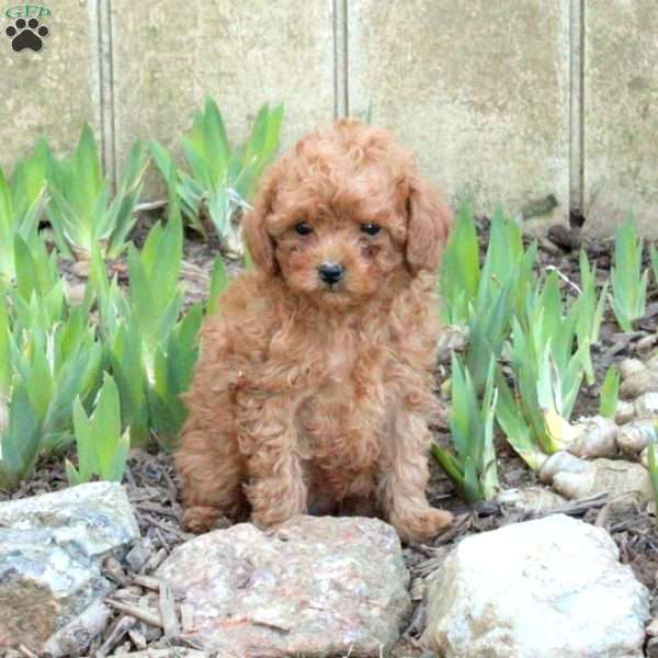 Winter, Toy Poodle Puppy