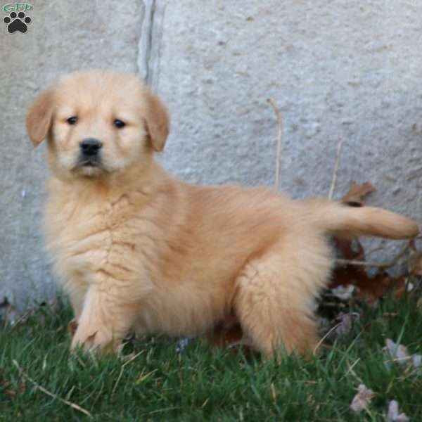 Wyatt, Golden Retriever Puppy