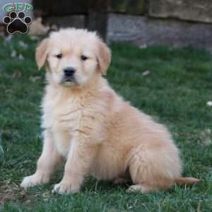 Wyatt, Golden Retriever Puppy