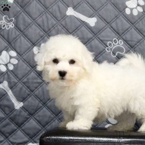 Zack, Bichon Frise Puppy