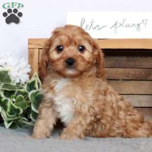 Zoey, Cavapoo Puppy