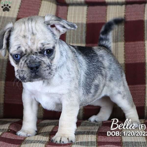 Bella, French Bulldog Mix Puppy
