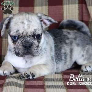 Bella, French Bulldog Mix Puppy