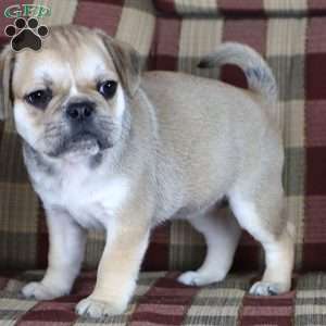 Beth, French Bulldog Mix Puppy