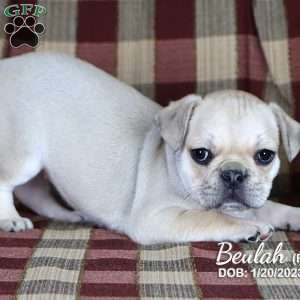 Beulah, French Bulldog Mix Puppy
