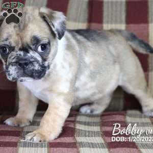 Bobby, French Bulldog Mix Puppy