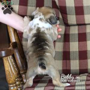 Bobby, French Bulldog Mix Puppy