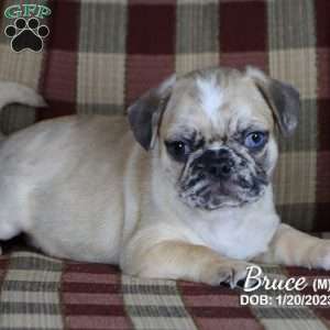 Bruce, French Bulldog Mix Puppy