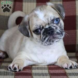 Pug Mix Puppies For Sale | Greenfield Puppies