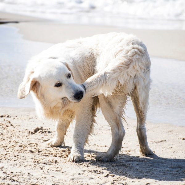 dog biting tail on the beach after chasing it