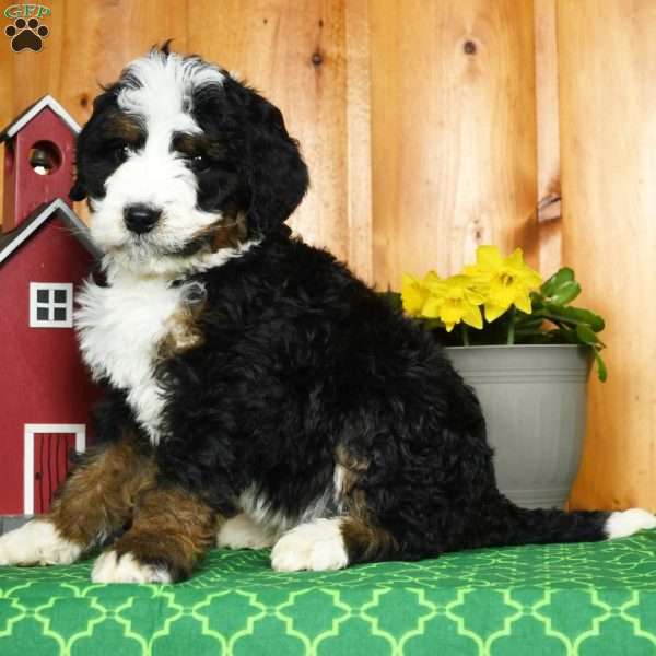 Ernie, Bernedoodle Puppy