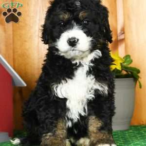 Ethan, Bernedoodle Puppy