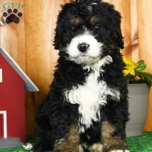Ethan, Bernedoodle Puppy
